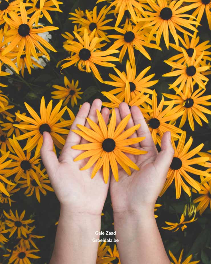 Groeidala_Tzolkin_Gele_Zaad_GD IG posts GELE ZAAD_web
