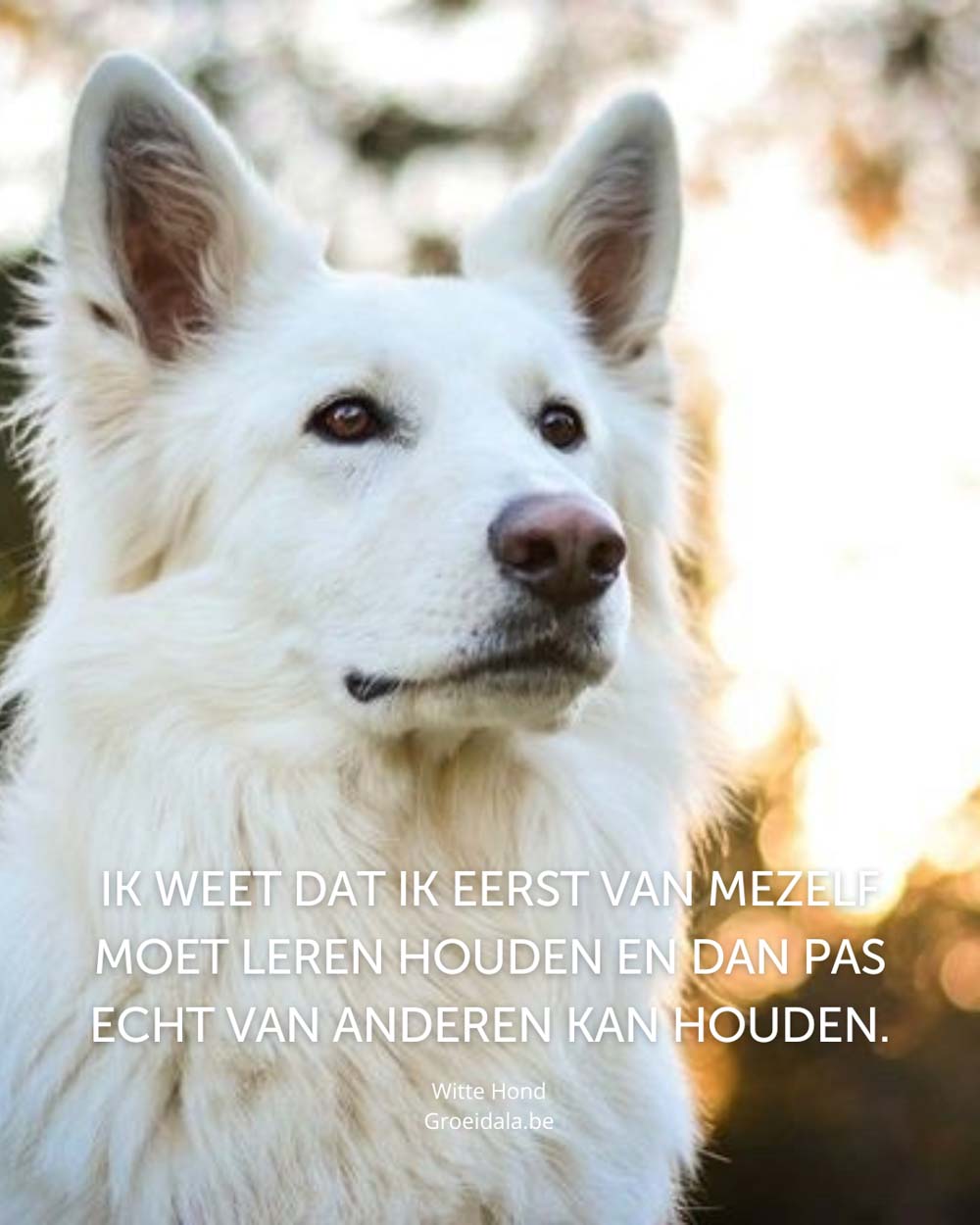 Groeidala_Tzolkin_Witte_Hond_3_web