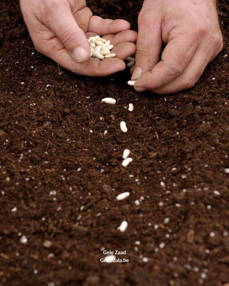 Tzolkin gele zaad golf Groeidala Geel Zaad Maya astrologie