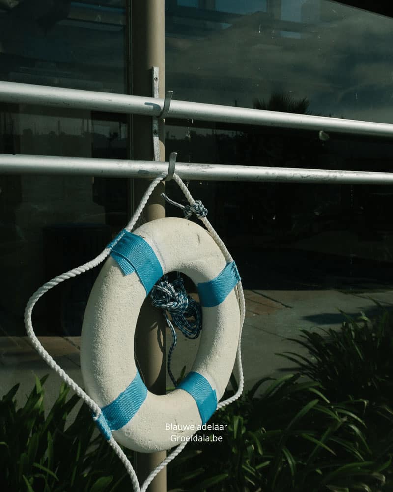 Blauwe adelaar golf Tzolkin Maya astrologie